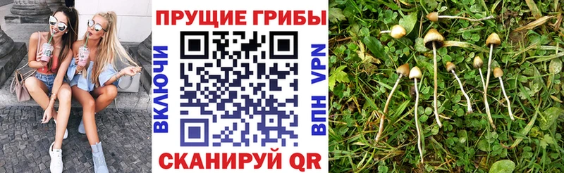 дарнет шоп  мориарти формула  Галлюциногенные грибы Psilocybe  Апшеронск 